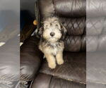 Small #5 Miniature Bernedoodle