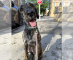 Small #1 Greyhound Mix
