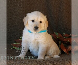 Golden Retriever Puppy for sale in NARVON, PA, USA
