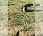 Small Photo #15 Bernese Mountain Dog Puppy For Sale in PAXTON, IL, USA