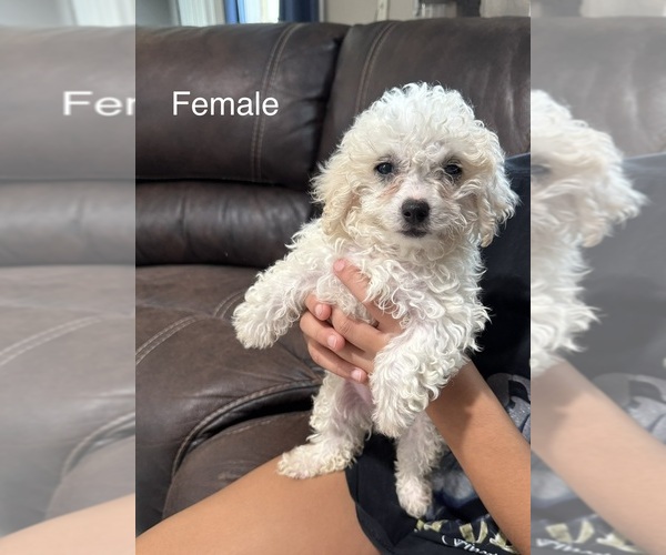 Medium Photo #2 Silkypoo Puppy For Sale in GRANGER, WA, USA