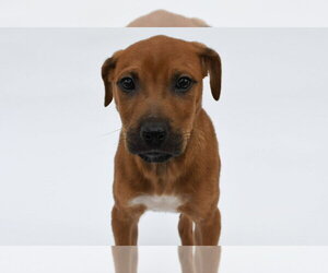 Labrador Retriever-Unknown Mix Dogs for adoption in Lakewood, CO, USA