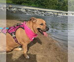Small #5 American Staffordshire Terrier-Basset Hound Mix