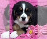 Small Photo #13 Bernese Mountain Dog Puppy For Sale in SHERIDAN, MI, USA