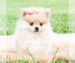 Small #1 Pomeranian