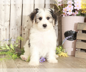 Yo-Chon Puppy for sale in MOUNT VERNON, OH, USA