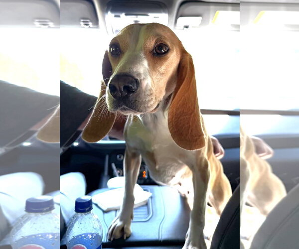 Medium Photo #1 Beagle Puppy For Sale in Dunnellon, FL, USA