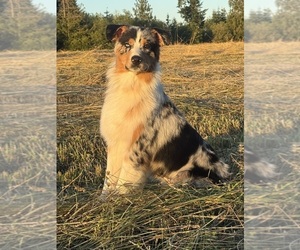 Australian Shepherd Puppy for Sale in CHEHALIS, Washington USA