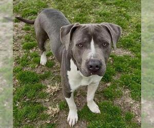 American Pit Bull Terrier-American Staffordshire Terrier Mix Dogs for adoption in Conroe, TX, USA