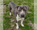 Small American Pit Bull Terrier-American Staffordshire Terrier Mix