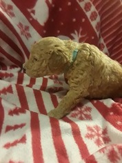 Goldendoodle Puppy for sale in EUGENE, OR, USA