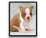 Small Photo #24 Boston Terrier Puppy For Sale in CLARE, MI, USA