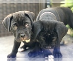Small Photo #10 Cane Corso Puppy For Sale in MCDONOUGH, GA, USA