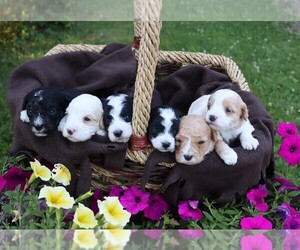 Cavapoo Puppy for sale in JONES, MI, USA