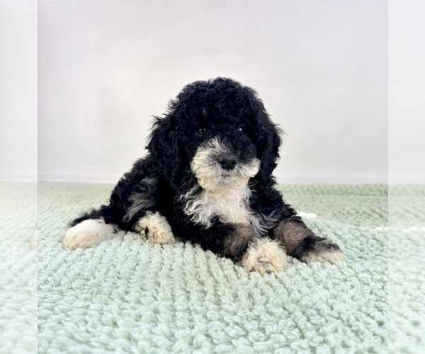 Medium Photo #3 Bernedoodle (Miniature) Puppy For Sale in GREENFIELD, IN, USA