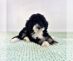 Small #2 Bernedoodle (Miniature)