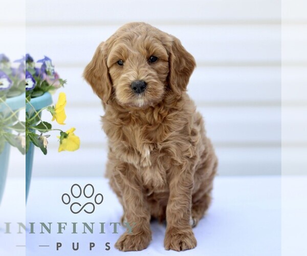 Medium Photo #3 Goldendoodle (Miniature) Puppy For Sale in RONKS, PA, USA