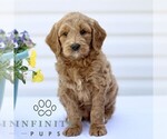 Small #2 Goldendoodle (Miniature)