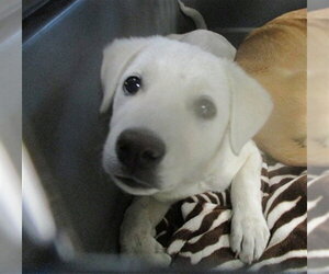 Mutt Dogs for adoption in Oklahoma City, OK, USA