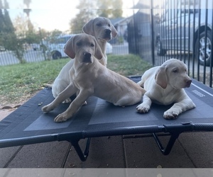 Labrador Retriever Puppy for Sale in SACRAMENTO, California USA