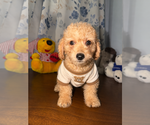 Small #11 Goldendoodle mix (+ Poodle Miniature)
