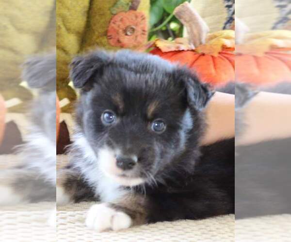 Medium Photo #3 Australian Shepherd Puppy For Sale in DANVILLE, PA, USA