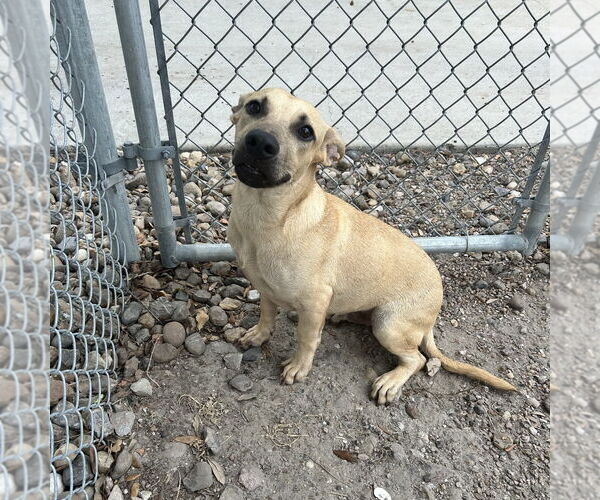 Medium Photo #4 Dachshund-Unknown Mix Puppy For Sale in Rockaway, NJ, USA