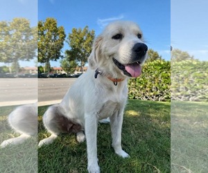 Lucille - Female Golden Retriever-Unknown Mix Dog for Adoption - Photo #4