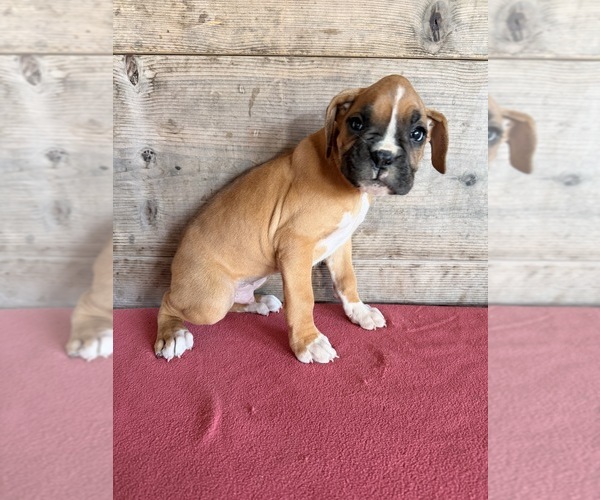 Medium Photo #22 Boxer Puppy For Sale in VERMONTVILLE, MI, USA