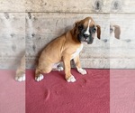 Litter of 9 - Male(s) and Female(s) BoxerLitter of Puppies for Sale - Photo #22