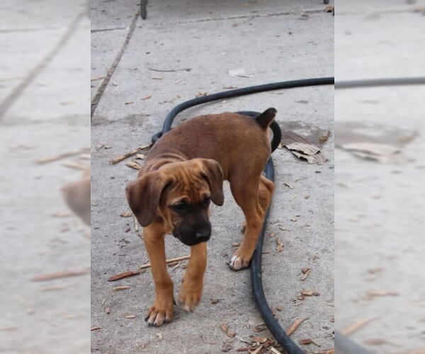 Medium Photo #3 Boxer-Unknown Mix Puppy For Sale in Clinton , MI, USA