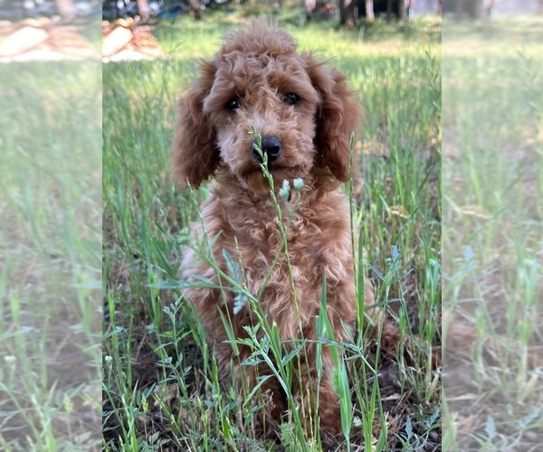 Medium Photo #8 Poodle (Toy) Puppy For Sale in AUBURN, CA, USA