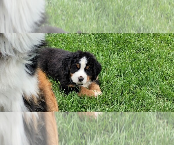 Medium Photo #23 Bernese Mountain Dog Puppy For Sale in LANSING, MI, USA
