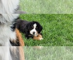 Small #22 Bernese Mountain Dog