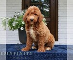 Small #3 Goldendoodle