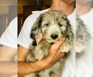 Miniature Australian Shepherd-Poodle (Standard) Mix Puppy for sale in HAMILTON, MI, USA