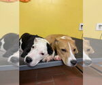 Small #4 American Pit Bull Terrier Mix