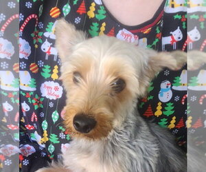 Mutt Dogs for adoption in Oakland Park, FL, USA