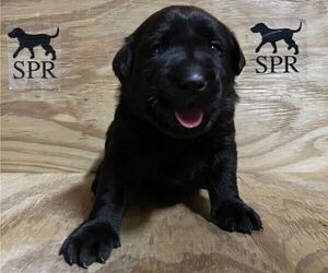 Labrador Retriever Puppy for sale in GILBERT, SC, USA