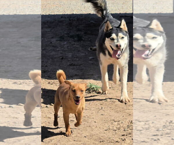 Medium Photo #3 Pineranian Puppy For Sale in Peralta, NM, USA