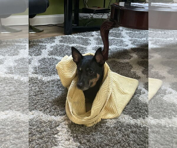 Medium Photo #2 Miniature Pinscher-Unknown Mix Puppy For Sale in Sanford, FL, USA