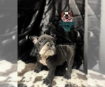Small Photo #6 Bulldog Puppy For Sale in MISSOURI CITY, TX, USA