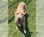 Small #1 American Pit Bull Terrier Mix