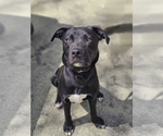 Small #9 Labrador Retriever Mix