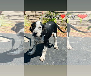 Mutt Dogs for adoption in Sterling, MA, USA