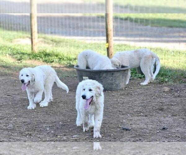 Medium Photo #2 Great Pyrenees Puppy For Sale in FLOYD, VA, USA