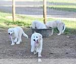 Small Photo #2 Great Pyrenees Puppy For Sale in FLOYD, VA, USA