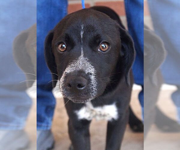 Medium Photo #1 Border Collie-Unknown Mix Puppy For Sale in Carrollton, TX, USA
