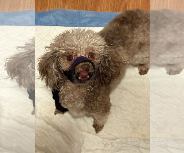 Medium Photo #4 Poodle (Toy) Puppy For Sale in Wheaton, IL, USA