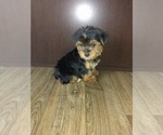 Puppy 2 Yorkshire Terrier